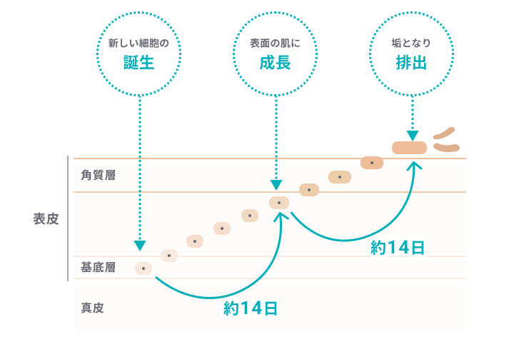 新しい細胞の誕生 表面の肌に成長 垢となり排出